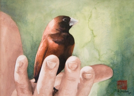 Chestnut Mannikin Kauai watercolor painting - Artist Emily Miller's Hawaii artwork of bird, hand art