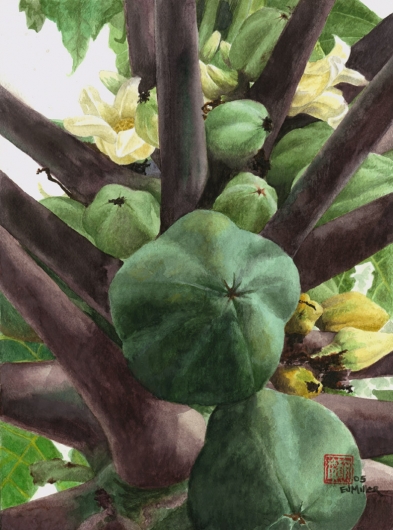 Green Papayas Kauai watercolor painting - Artist Emily Miller's Hawaii artwork of flowers, fruit, papaya, tree art