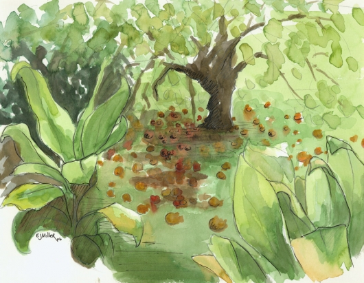 Plein Air, Kilauea Farms Kauai watercolor painting - Artist Emily Miller's Hawaii artwork of tree, fruit, ti, green, garden art