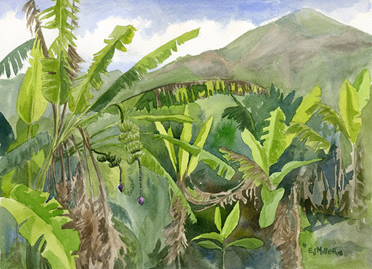 Niumalu Banana Patch, Kauai watercolor artwork by Emily Miller