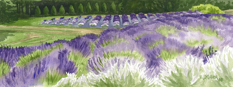Lavender Grace, Oregon lavender watercolor art by Emily Miller