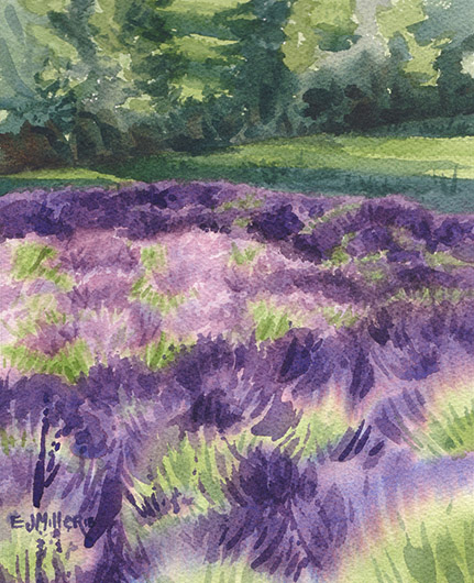 Lavender Study at Sunset, Oregon lavender painting by Emily Miller