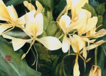 Kauai Artwork by Hawaii Artist Emily Miller - White Ginger