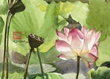 Lotus (Pond) - Hawaii watercolor by Emily Miller