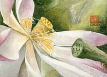 Lotus (Bloom) - Hawaii watercolor by Emily Miller