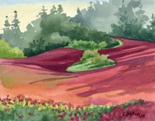 Red Clover Hillside, Oregon - Hawaii watercolor by Emily Miller
