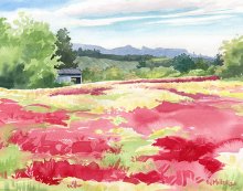 Red Clover and White Mustard - Hawaii watercolor by Emily Miller