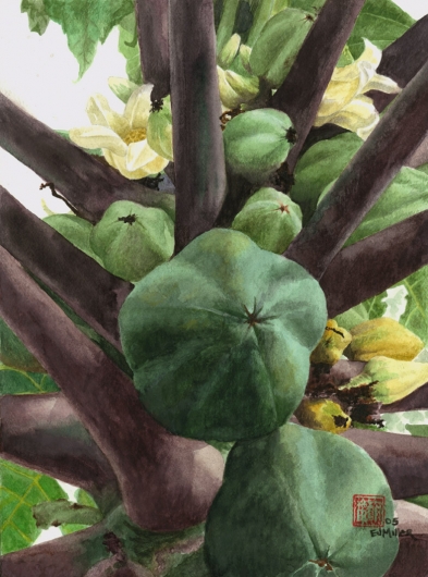 Green Papayas, Flora & Fauna - flowers, fruit, papaya, tree artwork by Emily Miller