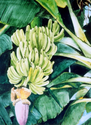 Kapu, Flora & Fauna - bananas, tree artwork by Emily Miller