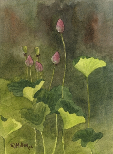 Lotus Buds, Flora & Fauna - flowers, lotus, NTBG artwork by Emily Miller