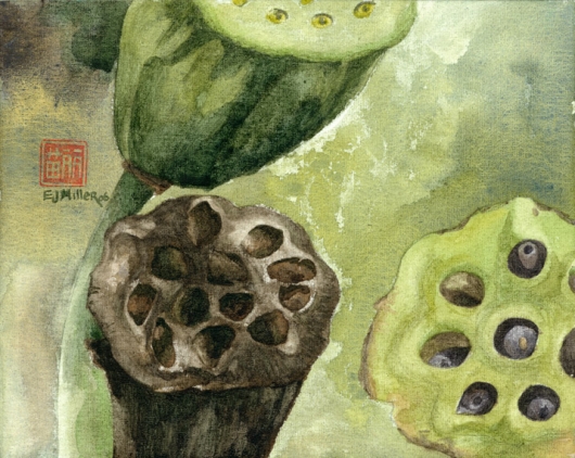 Lotus (Pod), Flora & Fauna - lotus, seedpod, NTBG artwork by Emily Miller