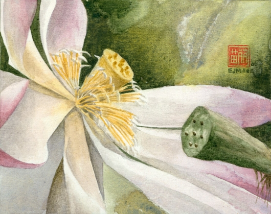 Lotus (Bloom), Flora & Fauna - flower, lotus, NTBG artwork by Emily Miller