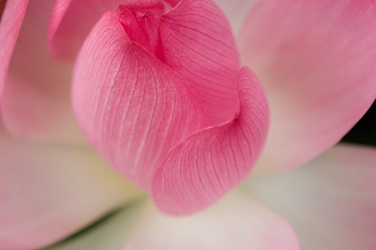 Budding Lotus,  -  artwork by Emily Miller