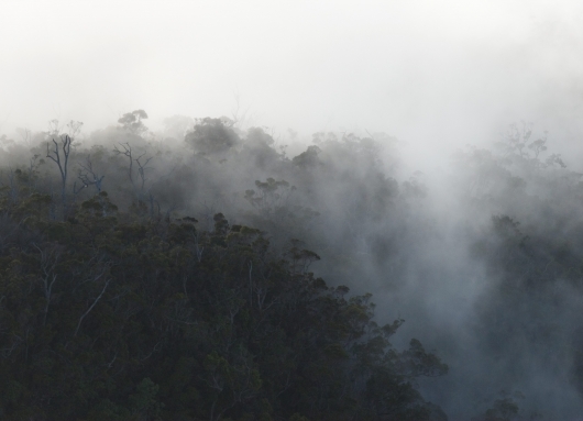 Mountain Mist,  -  artwork by Emily Miller