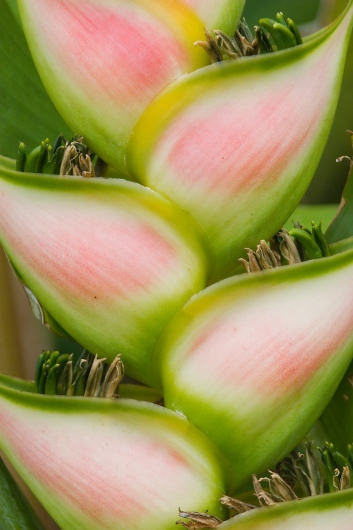 Heliconia