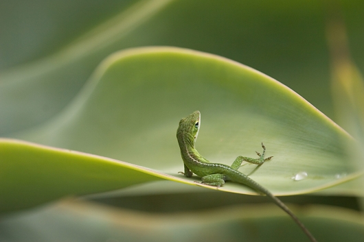 Anole,  -  artwork by Emily Miller