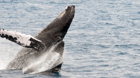 Humpback