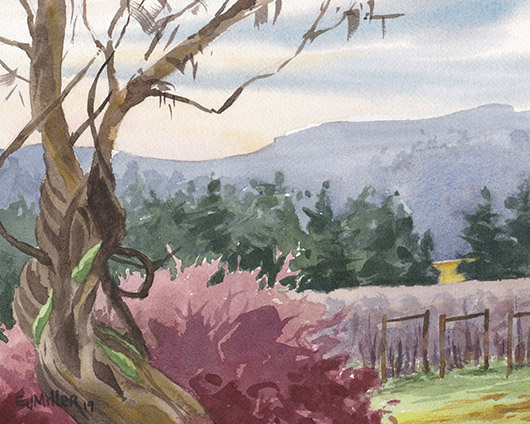 Winter Wisteria at Montinore Vineyard, Countryside - winery, vineyard, montinore, forest grove, tualatin valley artwork by Emily Miller