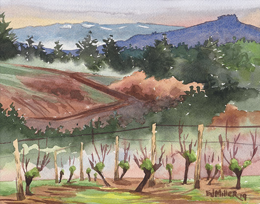 Mossy Vineyard at David Hill Winery