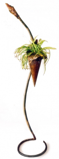 Utricularia Uliginosa (Bladderwort), 2004