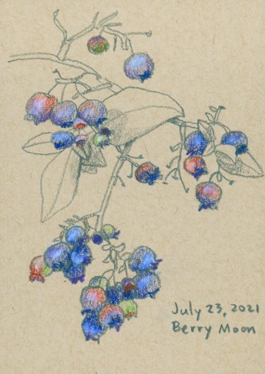 Berry Moon, July 2021, Full Moon Drawings -  artwork by Emily Miller